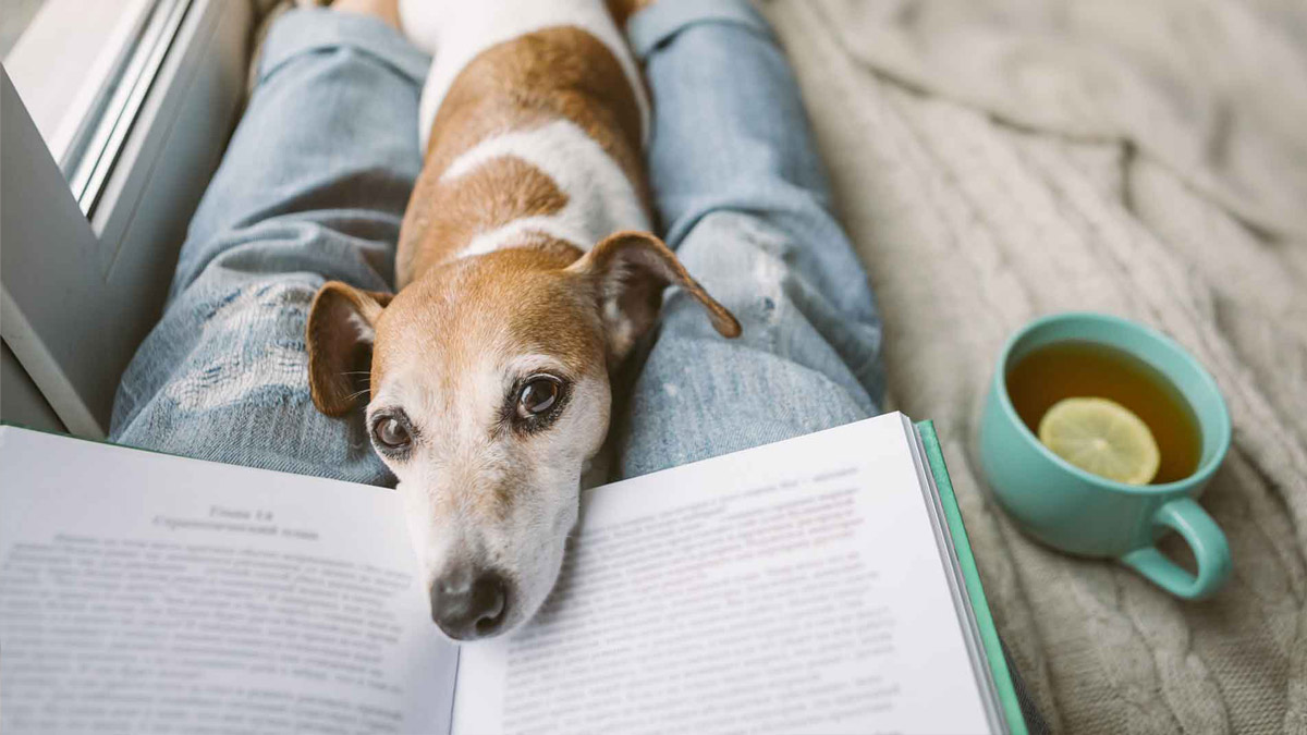 A dog on top of a book.